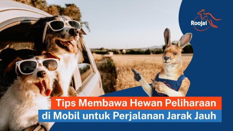 Tips membawa hewan peliharaan di mobil | roojai.co.id