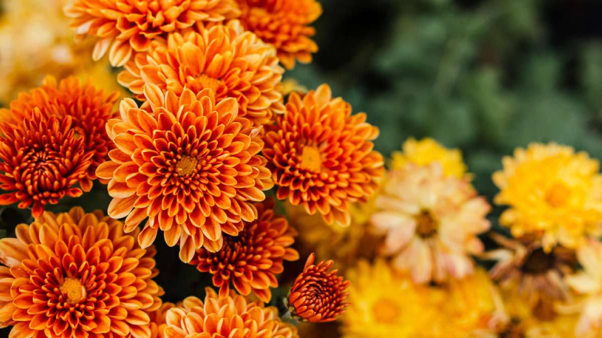 Chrysanthemum | roojai.co.id