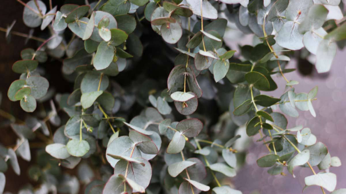 Eucalyptus | roojai.co.id