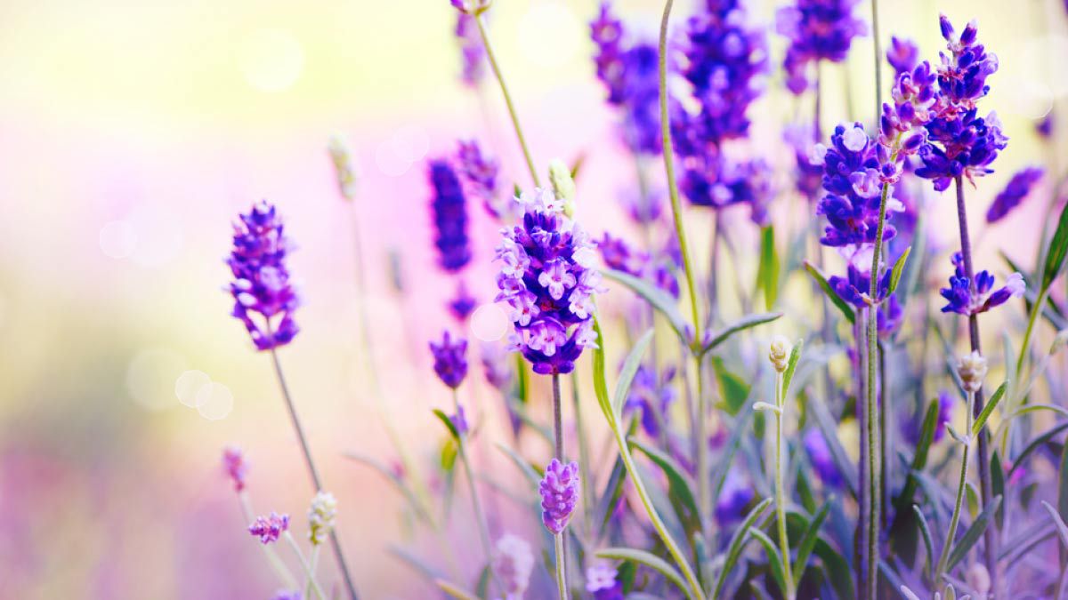 Lavender, tanaman yang tidak disukai nyamuk | roojai.co.id