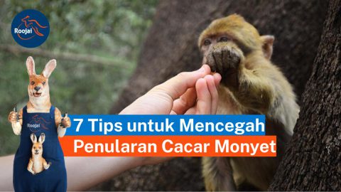 penularan cacar monyet | roojai.co.id